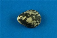 藏品(漁舟蜑螺)的圖片